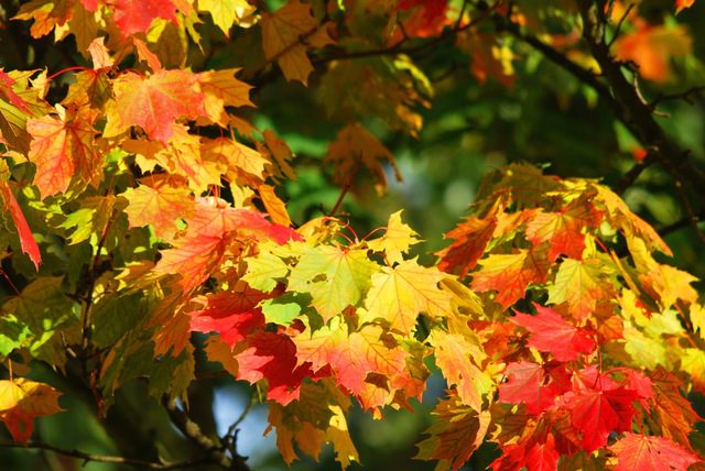 tree images maple tree